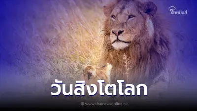 10 สิงหาคม วันสิงโตโลก แมวยักษ์ผู้น่าเกรงขาม