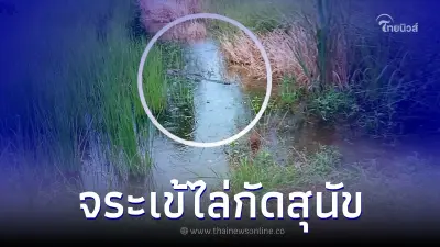 ชาวบ้านผวา "จระเข้" โผล่ไล่งับสุนัขกลางนา