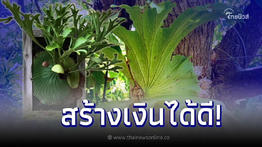 การขยายพันธุ์ เฟินเขากวาง เพื่อสร้างรายได้ให้แก่เกษตรกร