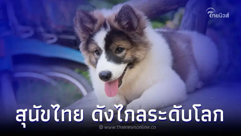 หมาบางแก้ว สุนัขพันธุ์ไทย ซื่อสัตย์ รักเจ้านาย หมาบางแก้ว สุนัขพันธุ์ไทย ซื่อสัตย์ รักเจ้านาย