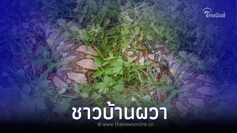 "งูตัวเขื่อง" นอนท้องป่องในสวน หวั่นกินเด็ก ล่าสุดรู้แล้วอะไรอยู่ในท้อง "งูตัวเขื่อง" นอนท้องป่องในสวน หวั่นกินเด็ก ล่าสุดรู้แล้วอะไรอยู่ในท้อง