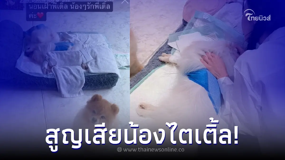 "อั้ม พัชราภา" สุดเศร้าสูญเสีย "น้องไตเติ้ล" น้องหมาสุดที่รัก "อั้ม พัชราภา" สุดเศร้าสูญเสีย "น้องไตเติ้ล" น้องหมาสุดที่รัก