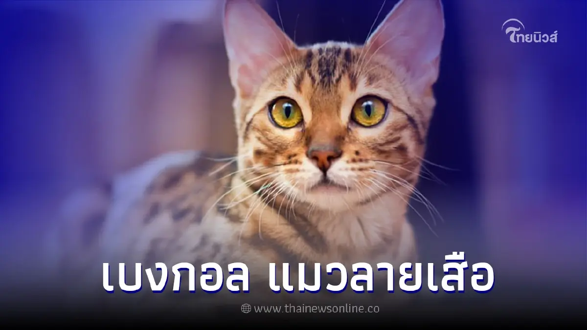 แมวเบงกอล แมวน้อยลายเสือ ที่น่ารักทั้งนิสัยและหน้าตา แมวเบงกอล แมวน้อยลายเสือ ที่น่ารักทั้งนิสัยและหน้าตา
