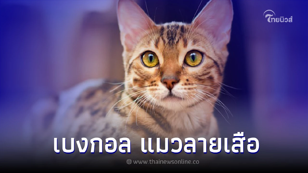 แมวเบงกอล แมวน้อยลายเสือ ที่น่ารักทั้งนิสัยและหน้าตา แมวเบงกอล แมวน้อยลายเสือ ที่น่ารักทั้งนิสัยและหน้าตา
