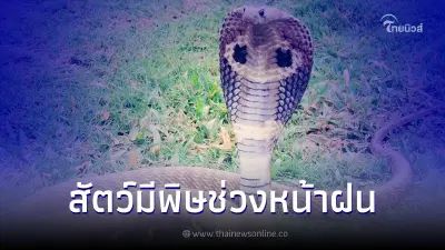 กรมอนามัย เตือนระวัง 4 แมลงและสัตว์มีพิษ ช่วงหน้าฝน