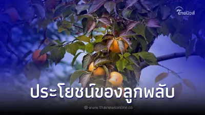 ประโยชน์ของลูกพลับที่ดีต่อสุขภาพและมีประโยชน์มากมาย