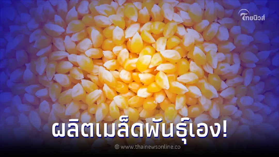 ศูนย์วิจัยพืชไร่ แนะการผลิตเมล็ดพันธุ์ข้าวโพดเลี้ยงสัตว์ลูกผสมใช้เอง