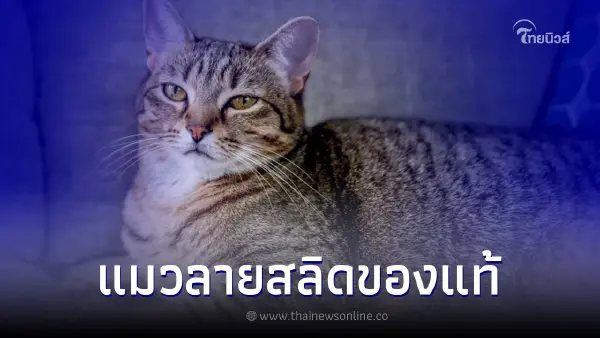 แมวลายสลิด สลิดของแท้ต้องมีตัว M กลางหน้าผาก