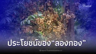 ประโยชน์ของ "ลองกอง" ผลไม้ที่มีรสชาติอมเปรี้ยวอมหวานเป็นเอกลักษณ์