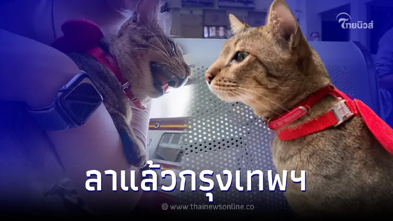 เจ้าของ "น้องหมูทะ" แมวหลงบนทางด่วน พานั่งรถไฟกลับบ้านหาดใหญ่แล้ว เจ้าของ "น้องหมูทะ" แมวหลงบนทางด่วน พานั่งรถไฟกลับบ้านหาดใหญ่แล้ว