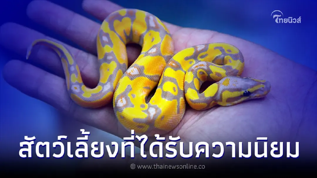 งูบอลไพธอล สัตว์เลี้ยง Exotic ยอดนิยมในประเทศไทย