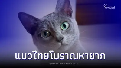 แมวไทยโบราณ กับ ความเชื่อ แมวไทยมงคล มีอะไรบ้าง