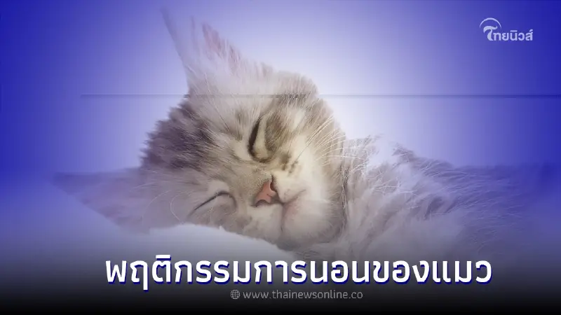 ส่องพฤติกรรมการนอนของแมว ใช้เวลา 2 ใน 3 ของชีวิตไปกับการนอน ส่องพฤติกรรมการนอนของแมว ใช้เวลา 2 ใน 3 ของชีวิตไปกับการนอน