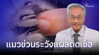 ทาสแมวต้องระวัง "โรคสปอโรทริโคซิส" ติดจากการถูกข่วนหรือกัด พบ 3 รายใน 1 ปี