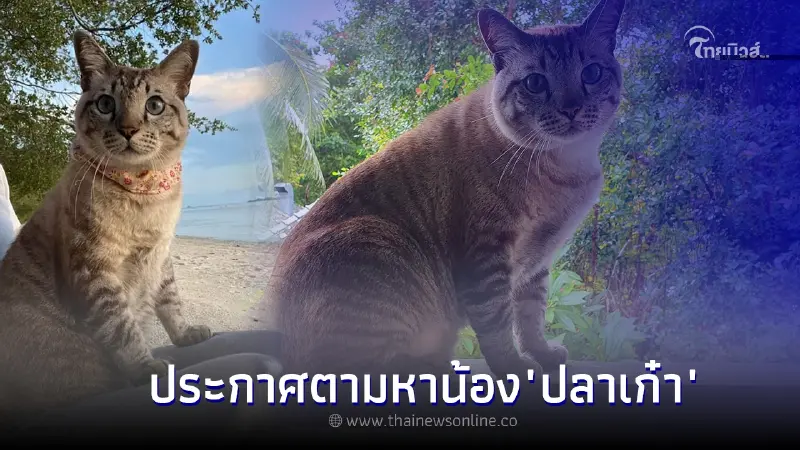 ประกาศตามหา เเมวหาย น้อง "ปลาเก๋า" เจ้าของมีเงินรางวัลให้ 5 หมื่น ประกาศตามหา เเมวหาย น้อง "ปลาเก๋า" เจ้าของมีเงินรางวัลให้ 5 หมื่น