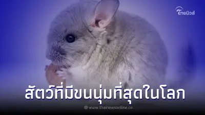 ชินชิล่า สัตว์เลี้ยงขนนุ่ม รู้จักแล้วจะรักจนถอนตัวไม่ขึ้น