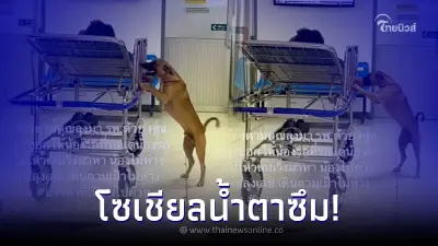ชาวเน็ตแห่ชม สุนัขแสนรู้ เจ้าของป่วยรอรักษา ตามเฝ้าไม่ห่าง ไม่ทิ้งไปไหน