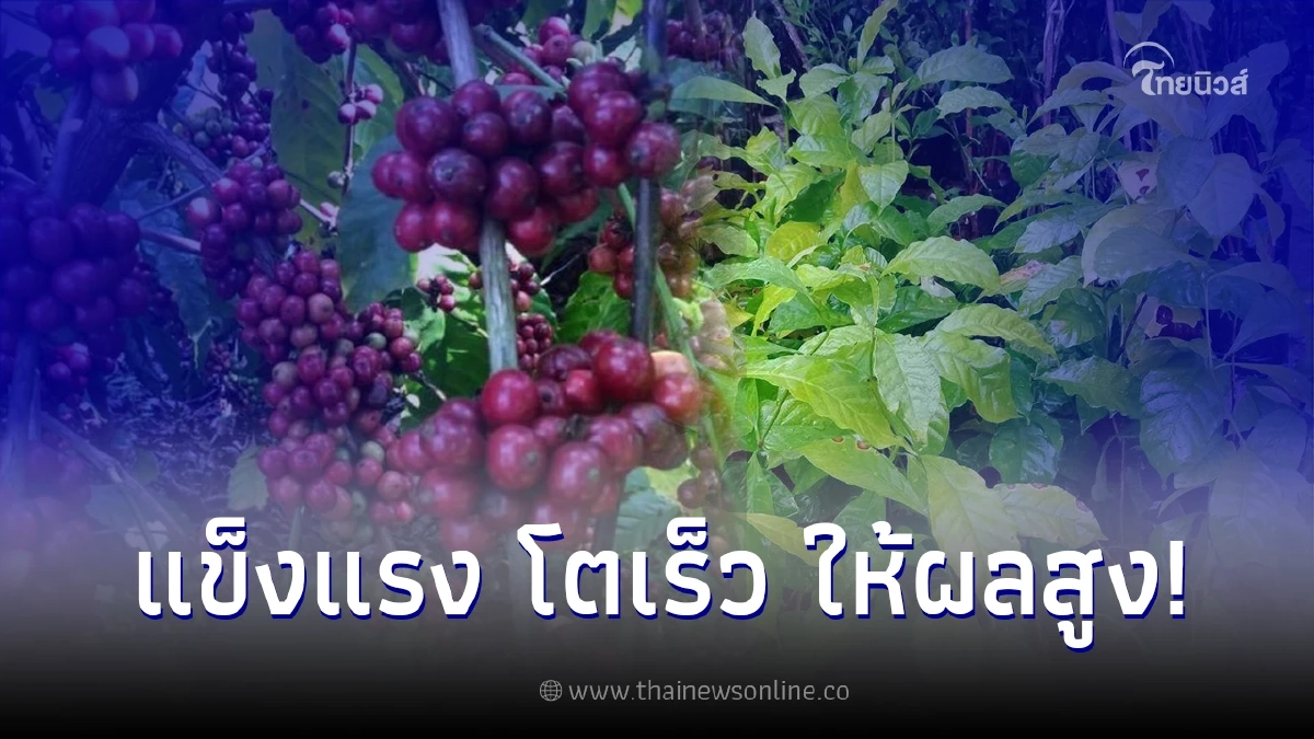 กาแฟโรบัสต้าพันธุ์ชุมพร ให้ผลผลิตสูงสุกพร้อมเพรียงกัน แข็งแรง โตเร็ว กาแฟโรบัสต้าพันธุ์ชุมพร ให้ผลผลิตสูงสุกพร้อมเพรียงกัน แข็งแรง โตเร็ว