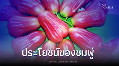 ประโยชน์ของชมพู่ ผลไม้ลดน้ำหนักและมีประโยชน์มากมาย