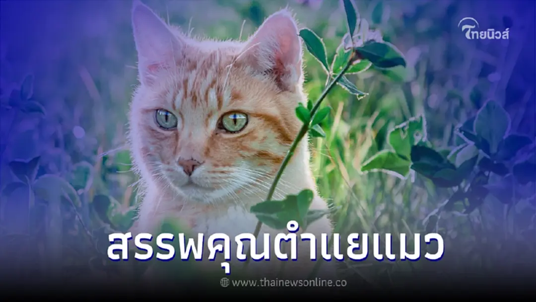 ตำแยแมว  ประโยชน์และสรรพคุณของต้นตำแยแมว
