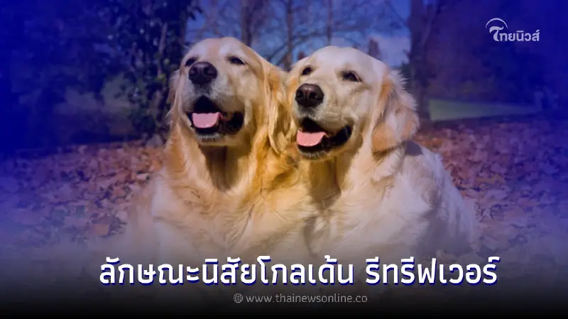 เปิดประวัติ พร้อมนิสัย สนุัข โกลเด้น รีทรีฟเวอร์ (Golden Retriever) เปิดประวัติ พร้อมนิสัย สนุัข โกลเด้น รีทรีฟเวอร์ (Golden Retriever)