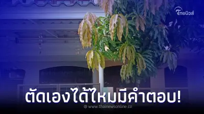 ข้างบ้านปลูกต้นไม้ล้ำเข้าบ้านเรา ตัดเองเลยได้หรือไม่ กฎหมายมีคำตอบ