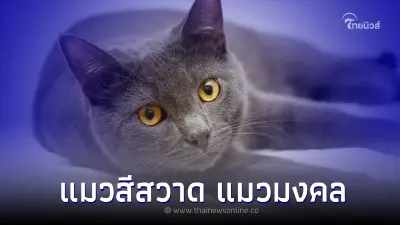 แมวสีสวาด แมวมงคล กับความเชื่อ แมวนำโชคแก่เจ้าของ