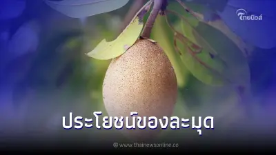 ละมุด ผลไม้หวานฉ่ำที่มีสรรพคุณและประโยชน์ดีๆต่อสุขภาพ