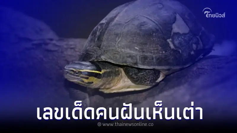 ฝันเห็นเต่า ตีเลขอะไรได้บ้าง คอหวยห้ามพลาด ลองเช็คดู งวดนี้อาจรวย ฝันเห็นเต่า ตีเลขอะไรได้บ้าง คอหวยห้ามพลาด ลองเช็คดู งวดนี้อาจรวย