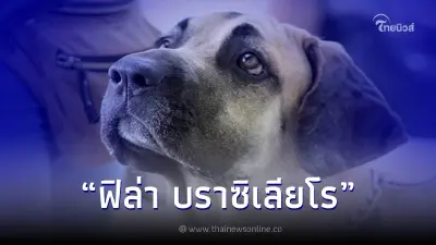 "ฟิล่า บราซิเลียโร" (Fila brasileiro) ลักษณะสายพันธุ์และนิสัย "ฟิล่า บราซิเลียโร" (Fila brasileiro) ลักษณะสายพันธุ์และนิสัย