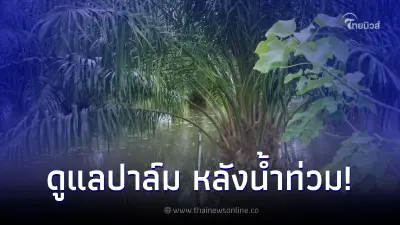 กรมส่งเสริมการเกษตร แนะ 6 วิธีดูแลสวนปาล์มหลังน้ำท่วม กรมส่งเสริมการเกษตร แนะ 6 วิธีดูแลสวนปาล์มหลังน้ำท่วม