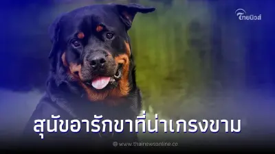ร็อตไวเลอร์ สุนัขอารักขาที่น่าเกรงขาม