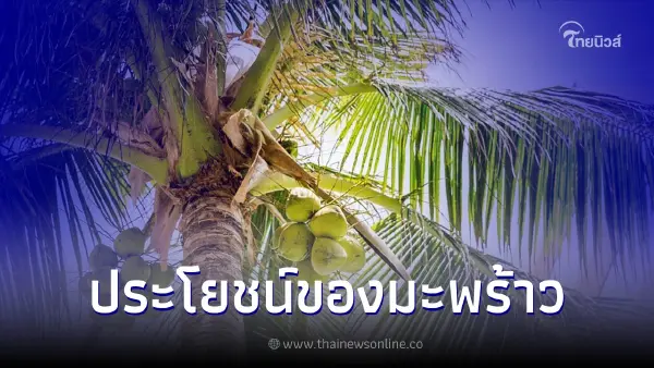 มะพร้าว ผลไม้สารพัดประโยชน์มีสรรพคุณที่ดีต่อสุขภาพ