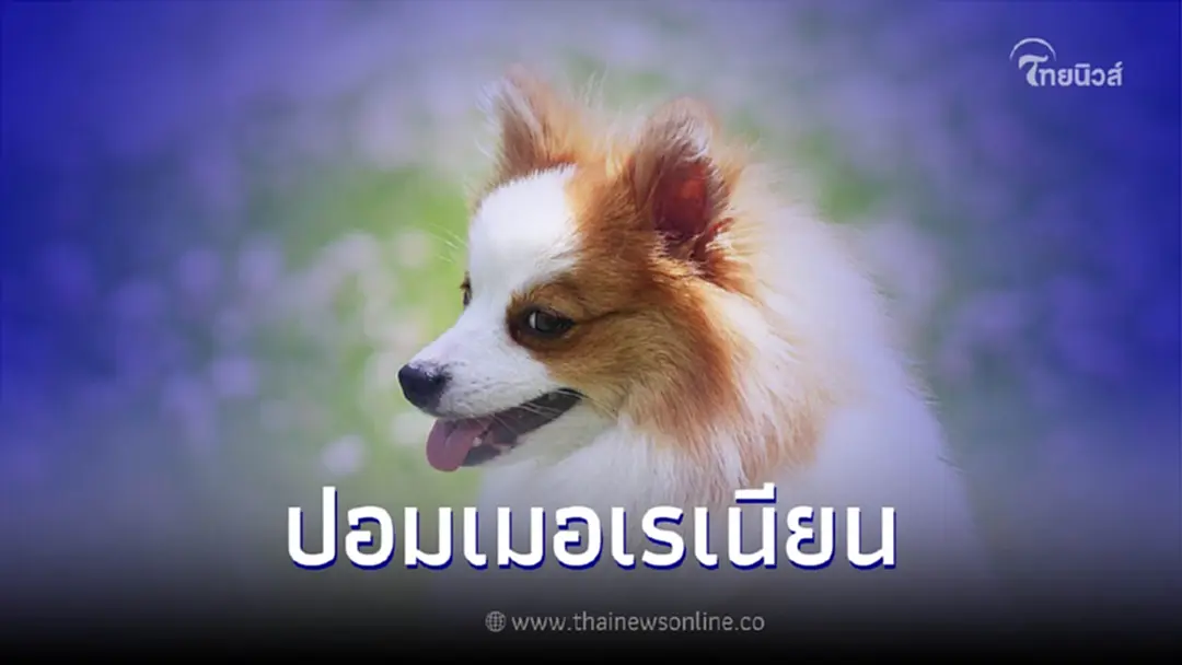 "ปอมเมอเรเนียน" สุนัขตัวเล็กหัวใจไม่เล็กและเคล็ดลับในการดูแลสุขภาพ