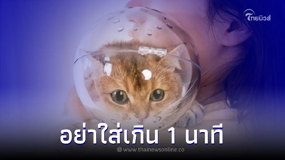 หมอเตือน "ที่ครอบหัวแมว" ไม่ควรใส่นานเกิน 1 นาที ทำแมวเสี่ยงเสียชีวิต หมอเตือน "ที่ครอบหัวแมว" ไม่ควรใส่นานเกิน 1 นาที ทำแมวเสี่ยงเสียชีวิต