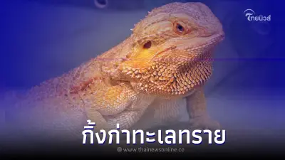 เบียร์ดดรากอน มังกรทะเลทราย ที่ฮิตติดเทรนด์คนรักสัตว์แปลก เบียร์ดดรากอน มังกรทะเลทราย ที่ฮิตติดเทรนด์คนรักสัตว์แปลก