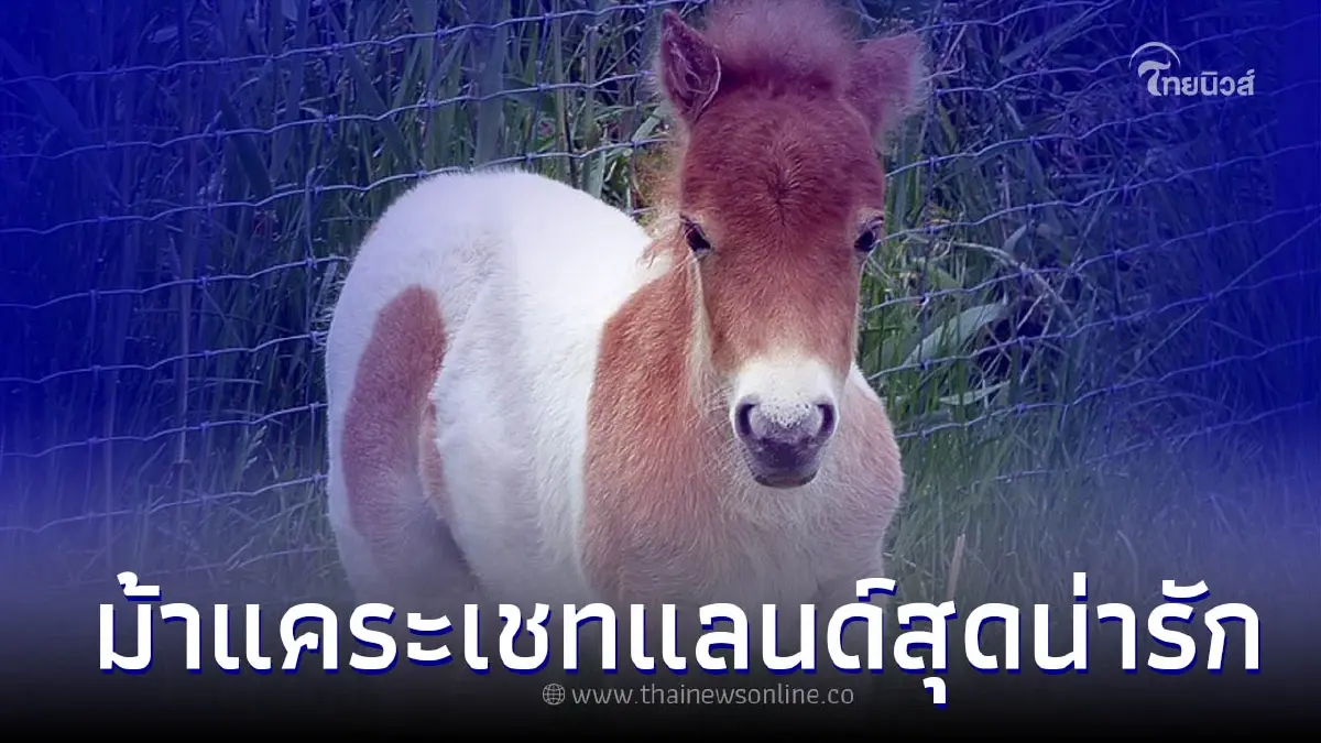 ม้าแคระเชทแลนด์สุดน่ารัก (Shetland Pony) ม้าแคระเชทแลนด์สุดน่ารัก (Shetland Pony)
