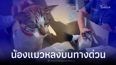 ประกาศตามหาเจ้าของ "น้องแมว" พบบนทางด่วนกำแพงเพชร2 น้องอยากกลับบ้าน