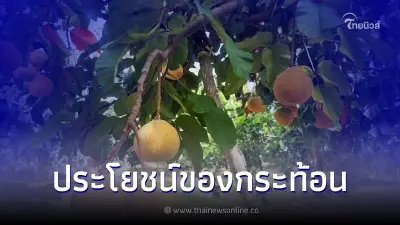 กระท้อนผลไม้ทรงกลมที่มีสรรพคุณและประโยชน์มากมาย