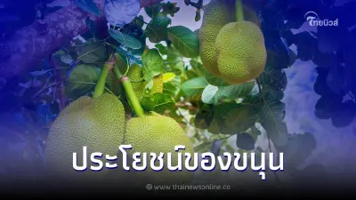 ประโยชน์ของขนุน ทั้งบำรุงร่างกายและป้องกันความเสี่ยงที่จะเกิดโรคต่างๆ