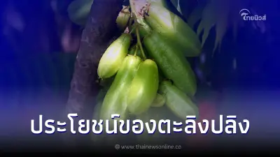 สาระน่ารู้ประโยชน์ของตะลิงปลิงที่ดีต่อสุขภาพ