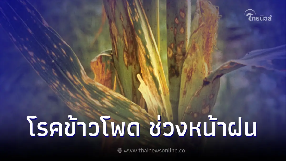 เตือนเฝ้าระวัง 7 โรคข้าวโพด ช่วงหน้าฝน เตือนเฝ้าระวัง 7 โรคข้าวโพด ช่วงหน้าฝน