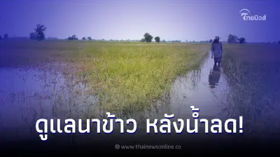 วิธีการดูแลนาข้าว หลังน้ำลด ให้กลับมาแข็งแรงเหมือนเดิม และไม่เสียหายมาก วิธีการดูแลนาข้าว หลังน้ำลด ให้กลับมาแข็งแรงเหมือนเดิม และไม่เสียหายมาก