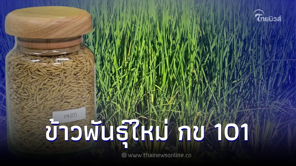 ข้าวพันธุ์ใหม่ที่ได้รับการรับรอง กข 101 ให้ผลผลิตสูง ไม่ไวต่อช่วงแสง