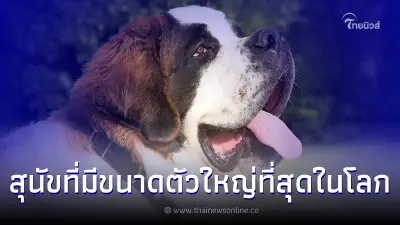 เซนต์เบอร์นาร์ด สุนัขที่มีขนาดตัวใหญ่ที่สุดในโลก