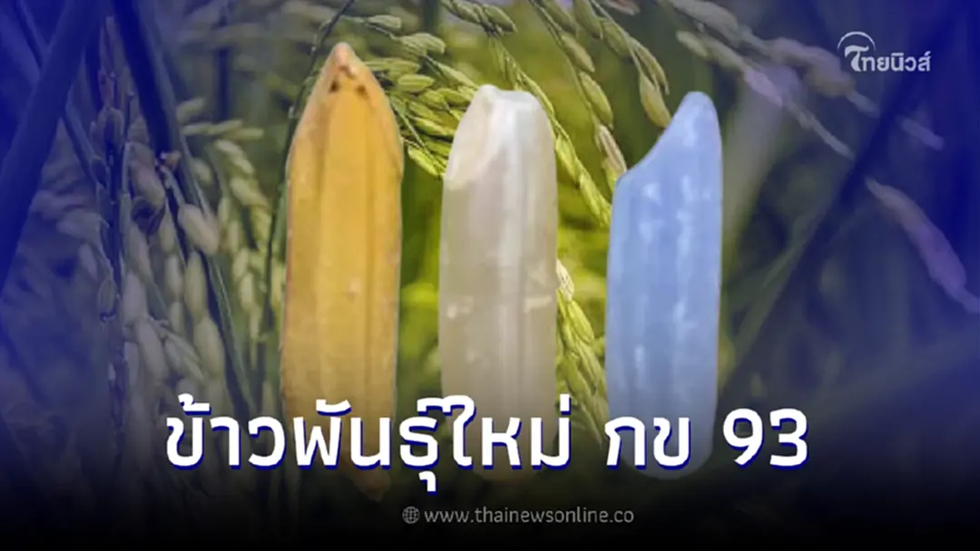 ข้าวพันธุ์ใหม่ กข 93 ได้จากการผสมซ้อน ที่ศูนย์วิจัยข้าวพิษณุโลก