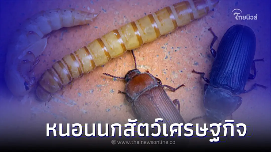 หนอนนก เลี้ยงง่าย โตไว ราคาดี สัตว์เศรษฐกิจยอดนิยม