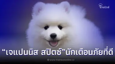 เจแปนนิส สปิตซ์ (Japanese Spitz) นิสัยที่เรียนรู้ไว เป็นนักเตือนภัยที่ดี เจแปนนิส สปิตซ์ (Japanese Spitz) นิสัยที่เรียนรู้ไว เป็นนักเตือนภัยที่ดี