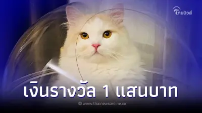 ประกาศตามหาแมว "น้องสุดหล่อ" พันธุ์เปอร์เซีย เจ้าของให้รางวัล 1 แสน