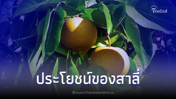 ประโยชน์ของสาลี่ ผลไม้ฉ่ำน้ำที่ดีต่อสุขภาพ ประโยชน์ของสาลี่ ผลไม้ฉ่ำน้ำที่ดีต่อสุขภาพ